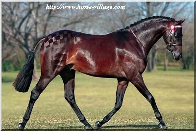 Augeron Horse